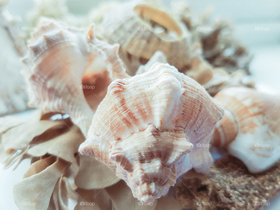 Close-up of a conch shell on beach
