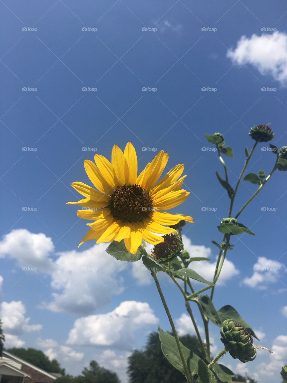 Sunflower in blue sky with white clouds 