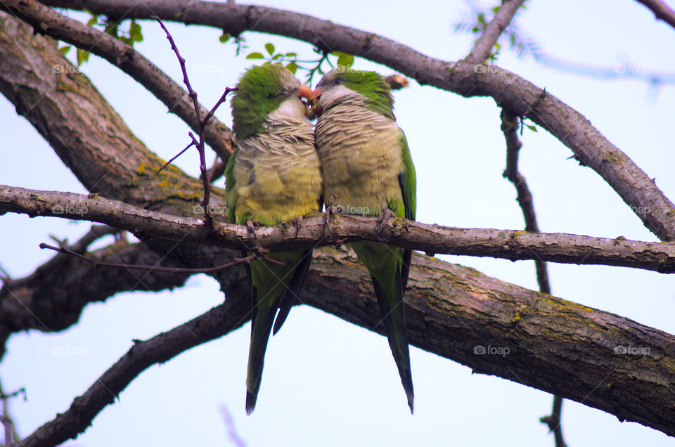 two parrots in love
