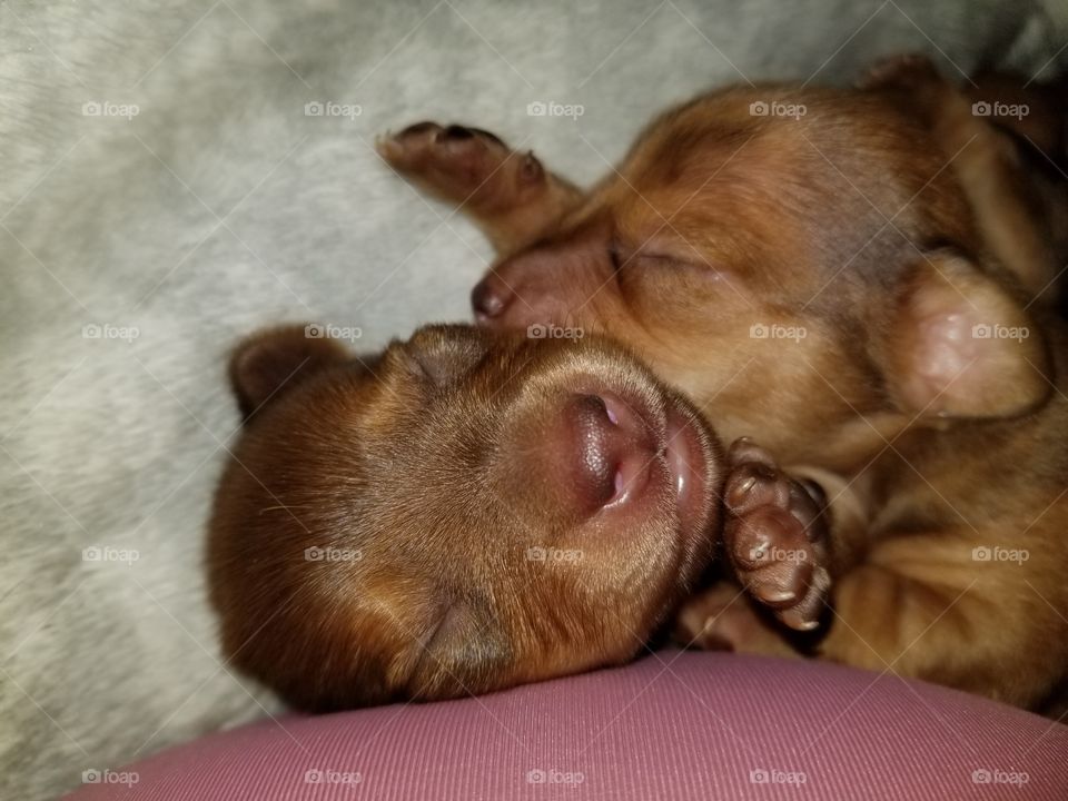 2 Chiweenie Puppies Cuddled Together for Nap