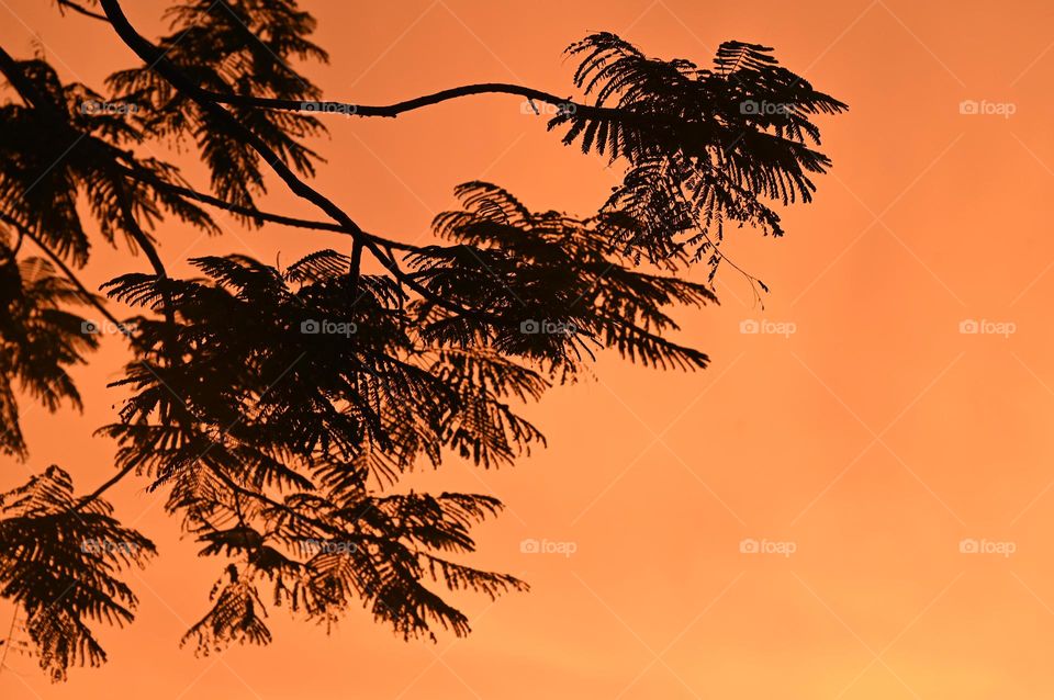 Beaches of the tree along with beautiful sunset sky 