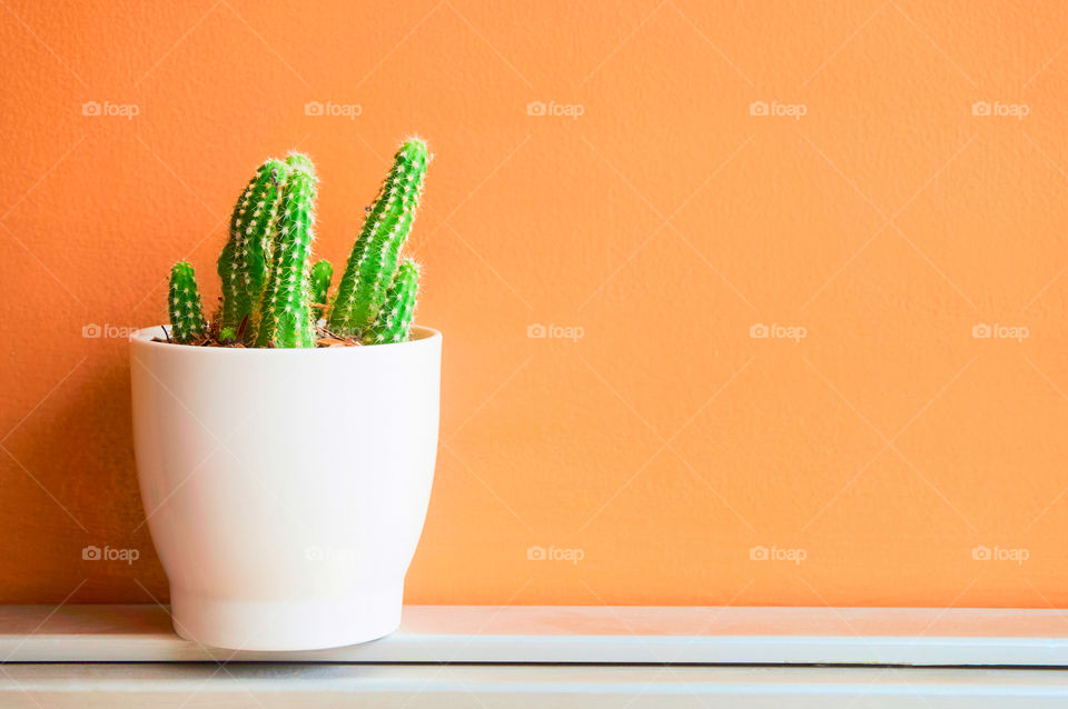 Cactus in pot on orange background with copy space 