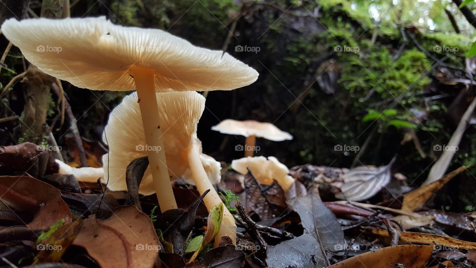 Mushrooms in forest