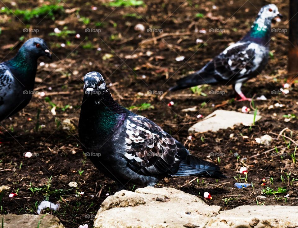 A trio on alert, caught between two flight moments.