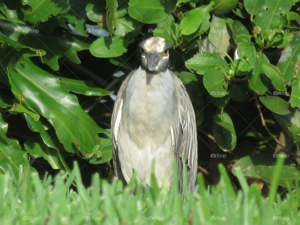 You Lookin' at Me?. a small heron likes to rest in our yard.  He busted me taking his picture.