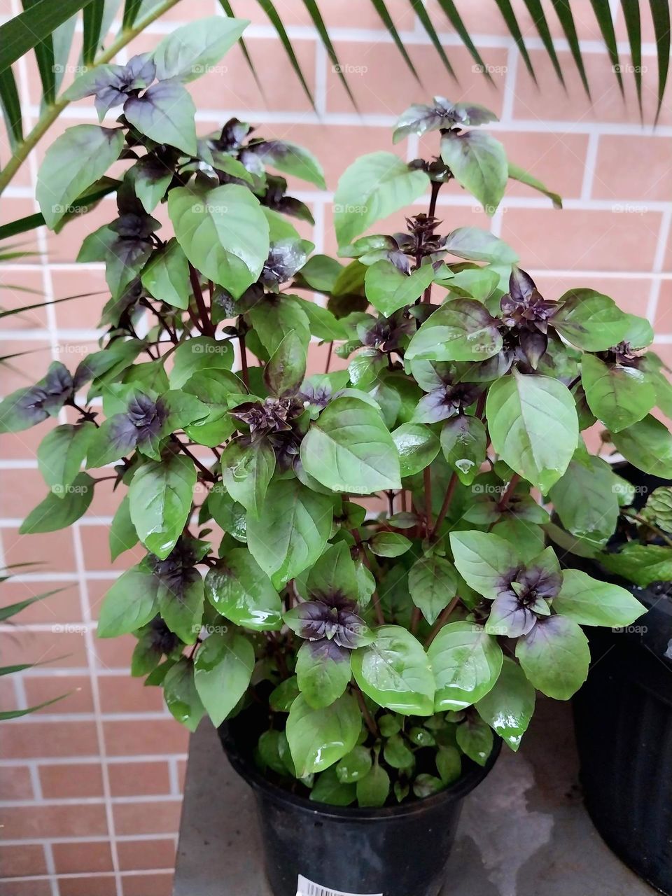 Purple basil