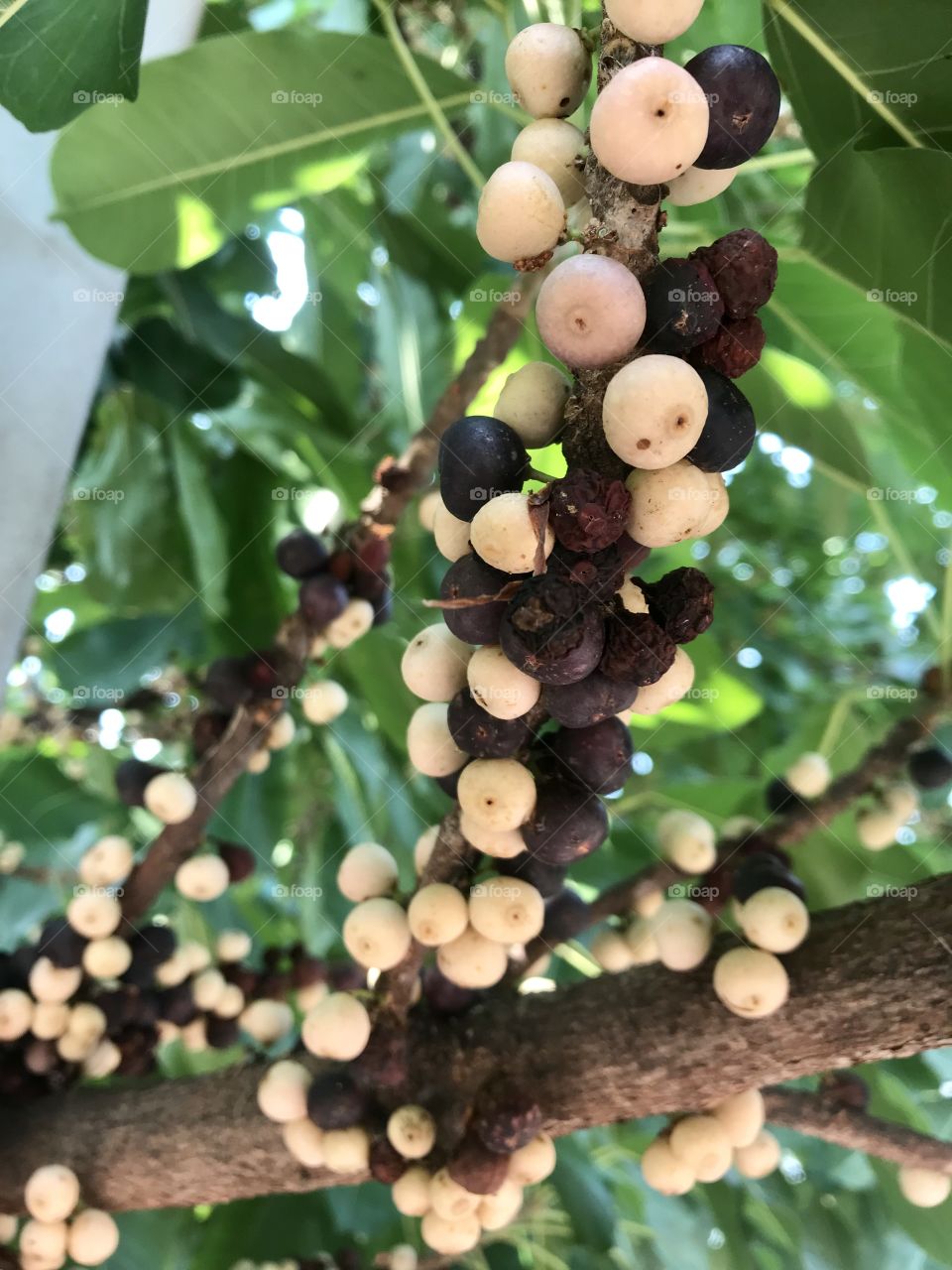 Ficus benjamina Linn.