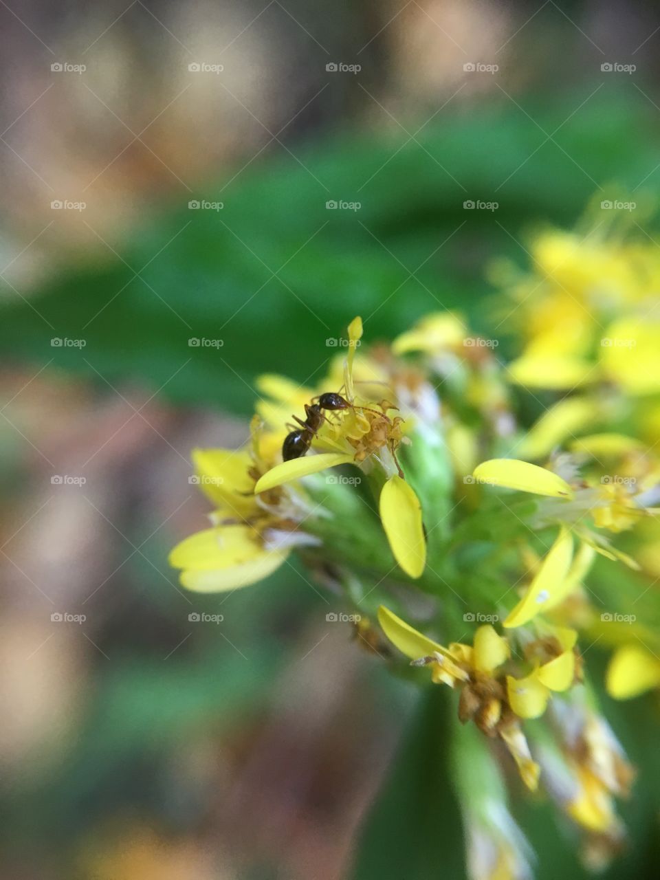 Ant on goldenrod 