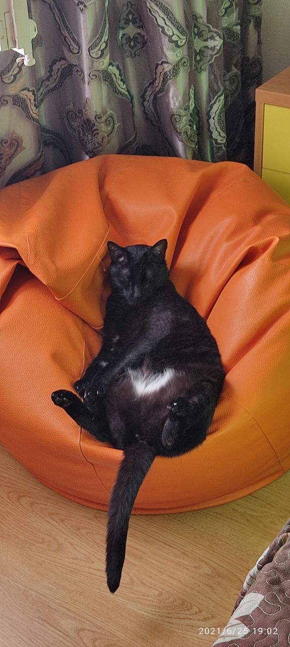gato