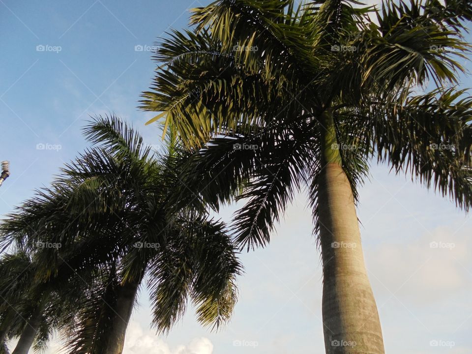 Beautiful coconut tree