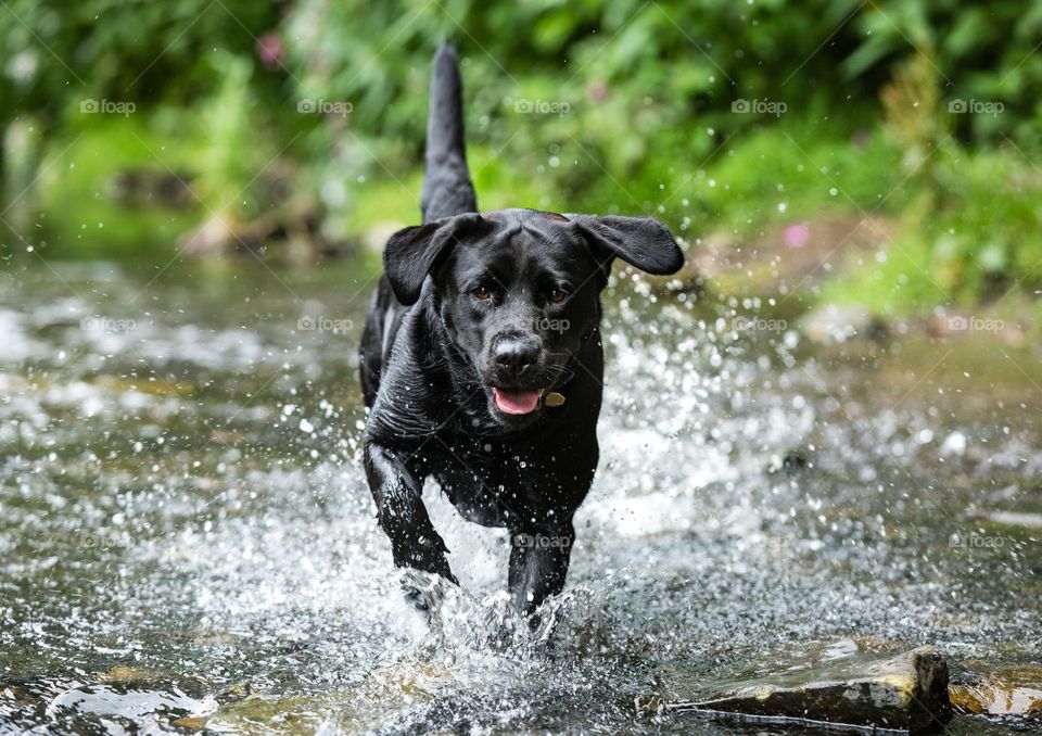 dog running on water