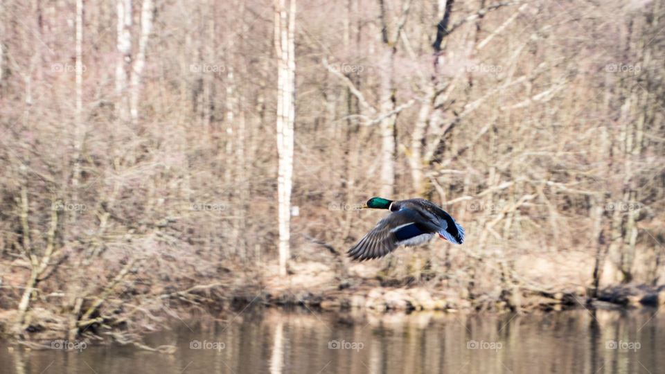 mallard duck flying over the river on a sunny day in February