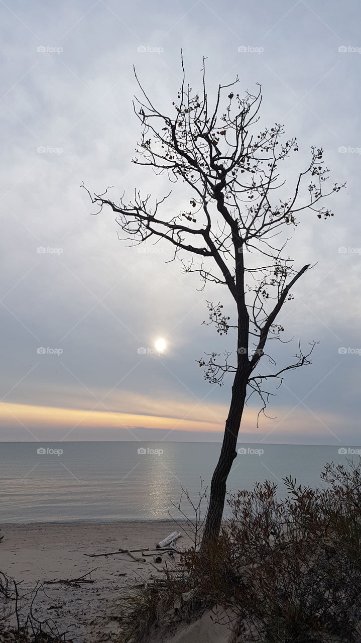 Foggy sunset with a tree from a beach on the Ontario lake, Canada