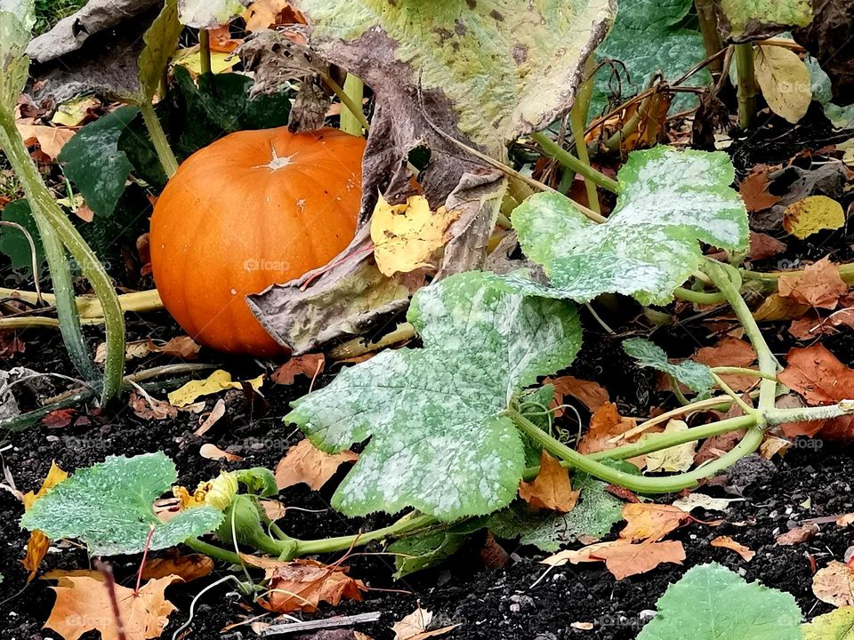 Pumpkin in the garden