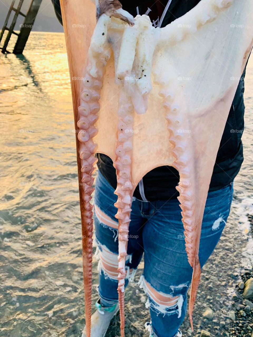 Octopus on the beach