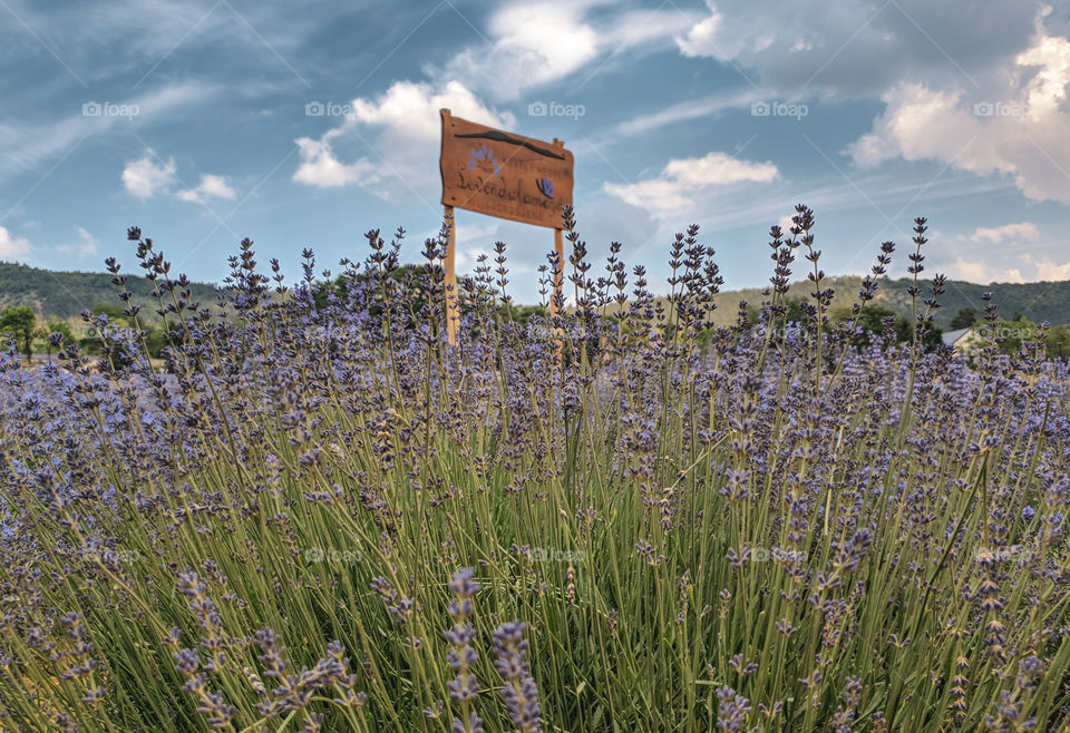 lavender field