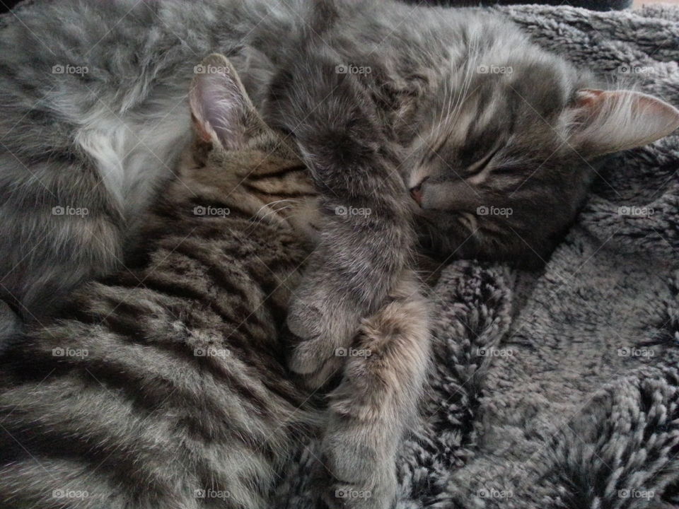 Two of our three cats Leo and Tusse. Both had a rough start living outdoors and not being cared for. We have adopted all cats and they are adorable both to people and to each other. 😻😻😻😻😻