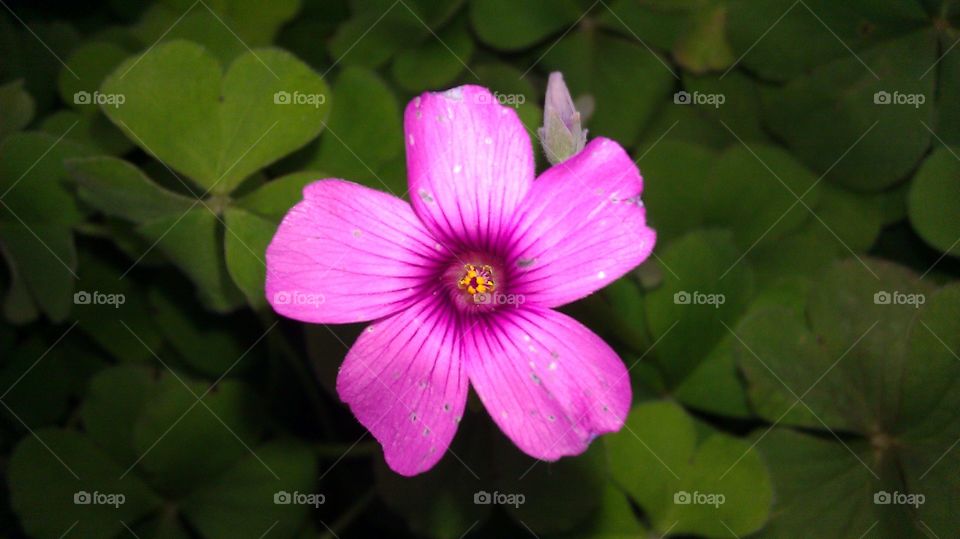 Flower, Nature, No Person, Closeup, Flora