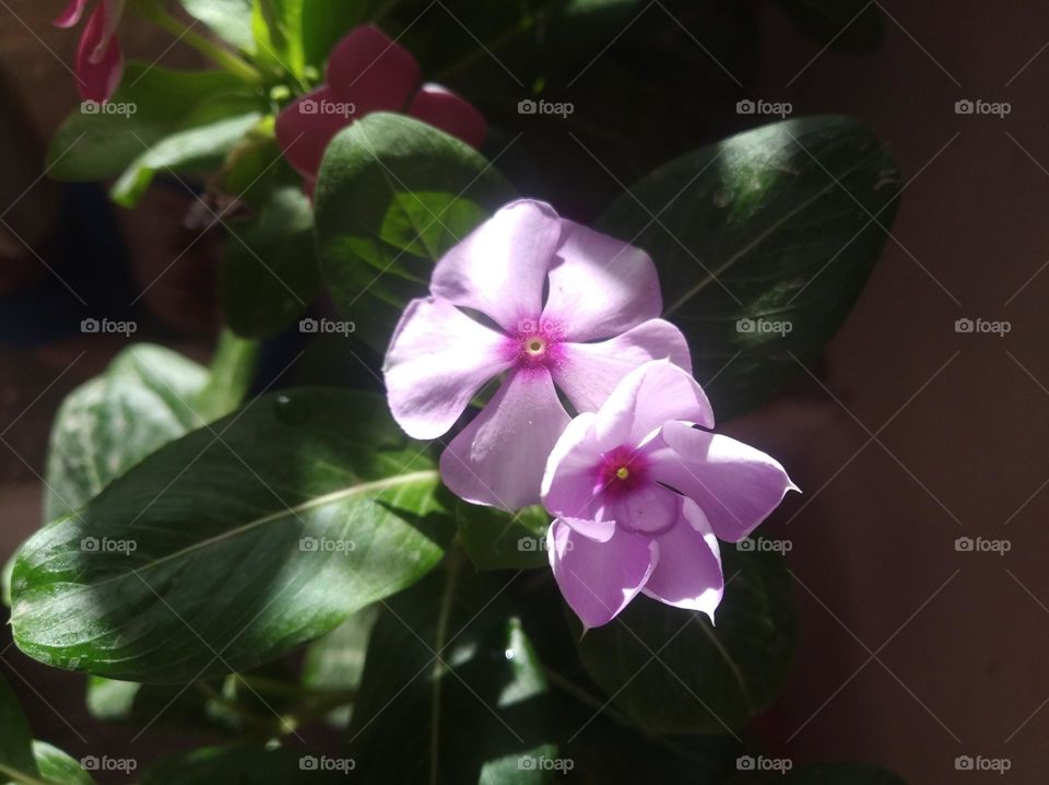 periwinkle pink flower fresh seasonal looking very beautiful generally found everywhere fresh seasonal
