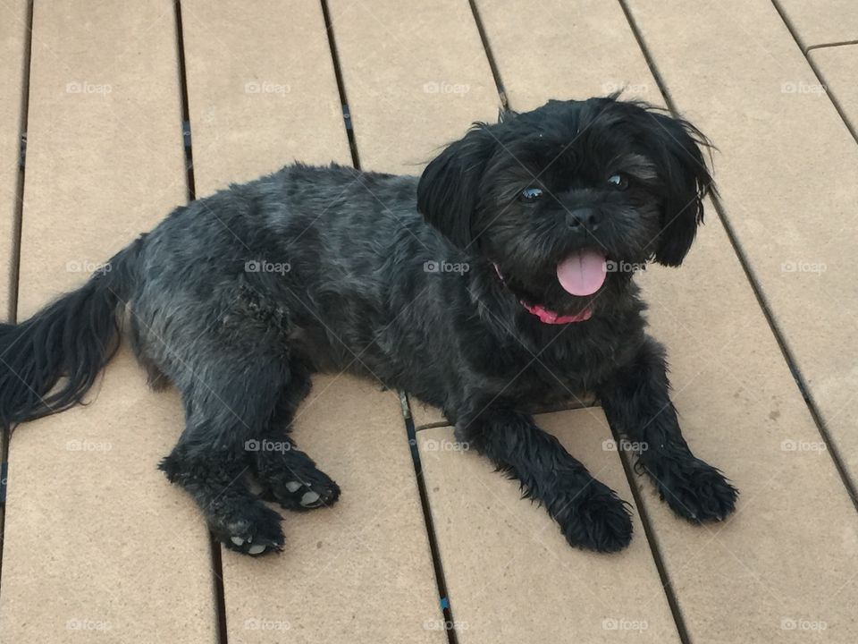 Bugatti - ShihTzu/Cairn Terrier Mix