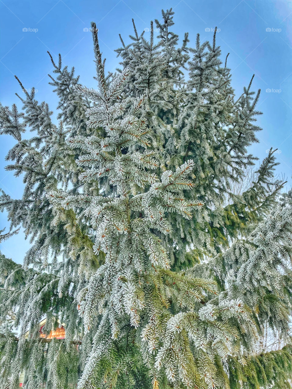 Frosty trees