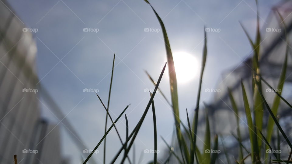 grass  and the sun.
