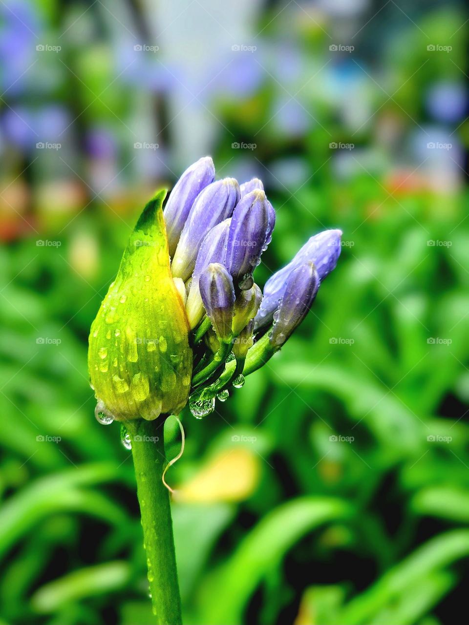 Blooming flower after the rain