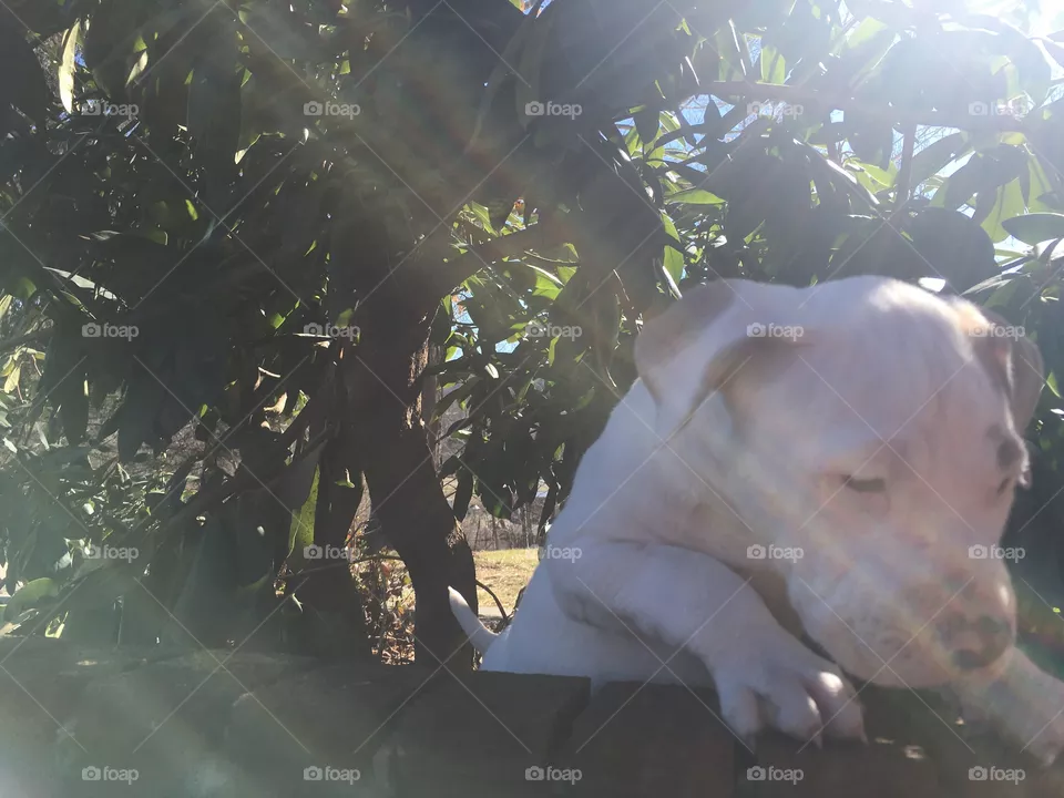 Cute dog