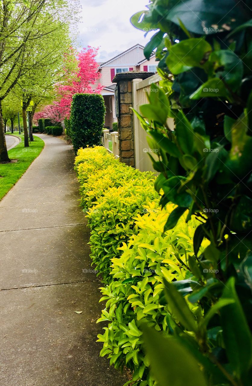 Springtime stroll greenery trees 