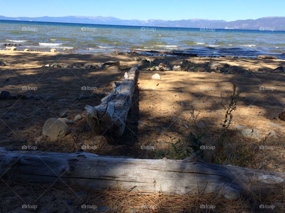 Tree trunk at beach