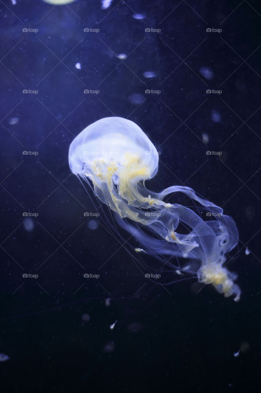 venonous jelly fish medusa