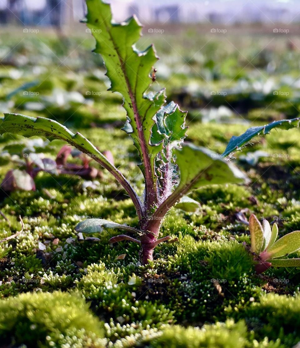 Just a tiny weed. 