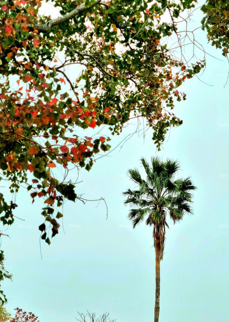 Palm tree with Autumn leaves in the foreground.