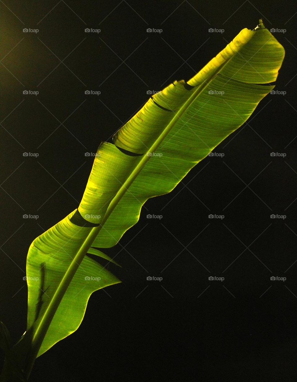 Banana leaf at night