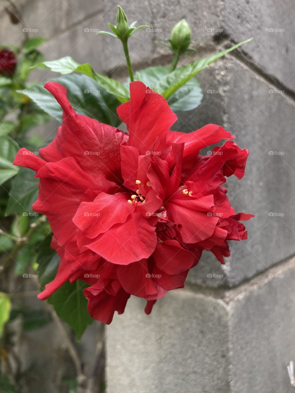 🌹 🇺🇸 Very beautiful flowers to brighten our day.  Live nature and its beauty. Did you like the delicate petals? / 🇧🇷 Flores muito bonitas para alegrar nosso dia. Viva a natureza e sua beleza. Gostaram das pétalas delicadas? 