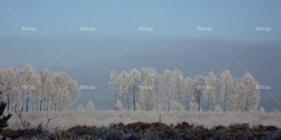 Snow, Winter, Frost, Cold, Fog