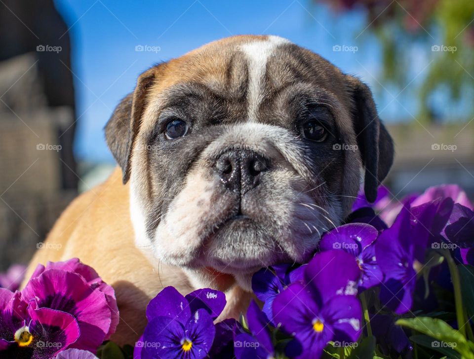 my name is Doffen,what is your ?
I love spring ,by the way ,do y?
portrait of a dog into a flower bed