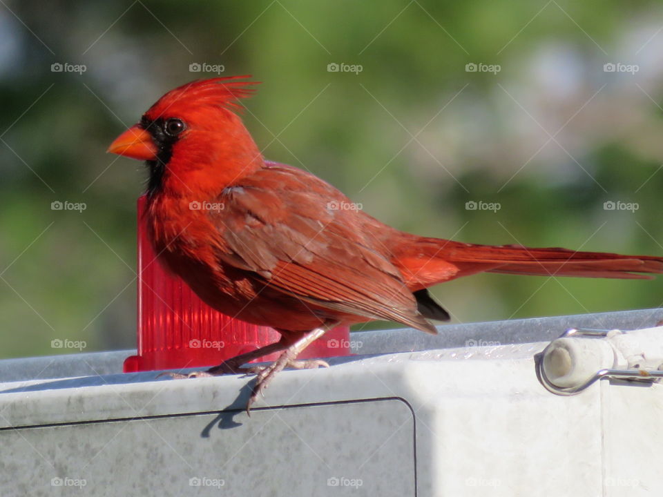 Camping in nature led me to see this beautiful bird.