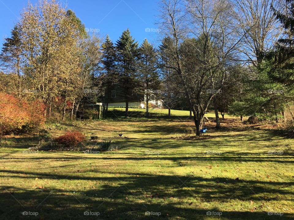 Shadows on the lawn