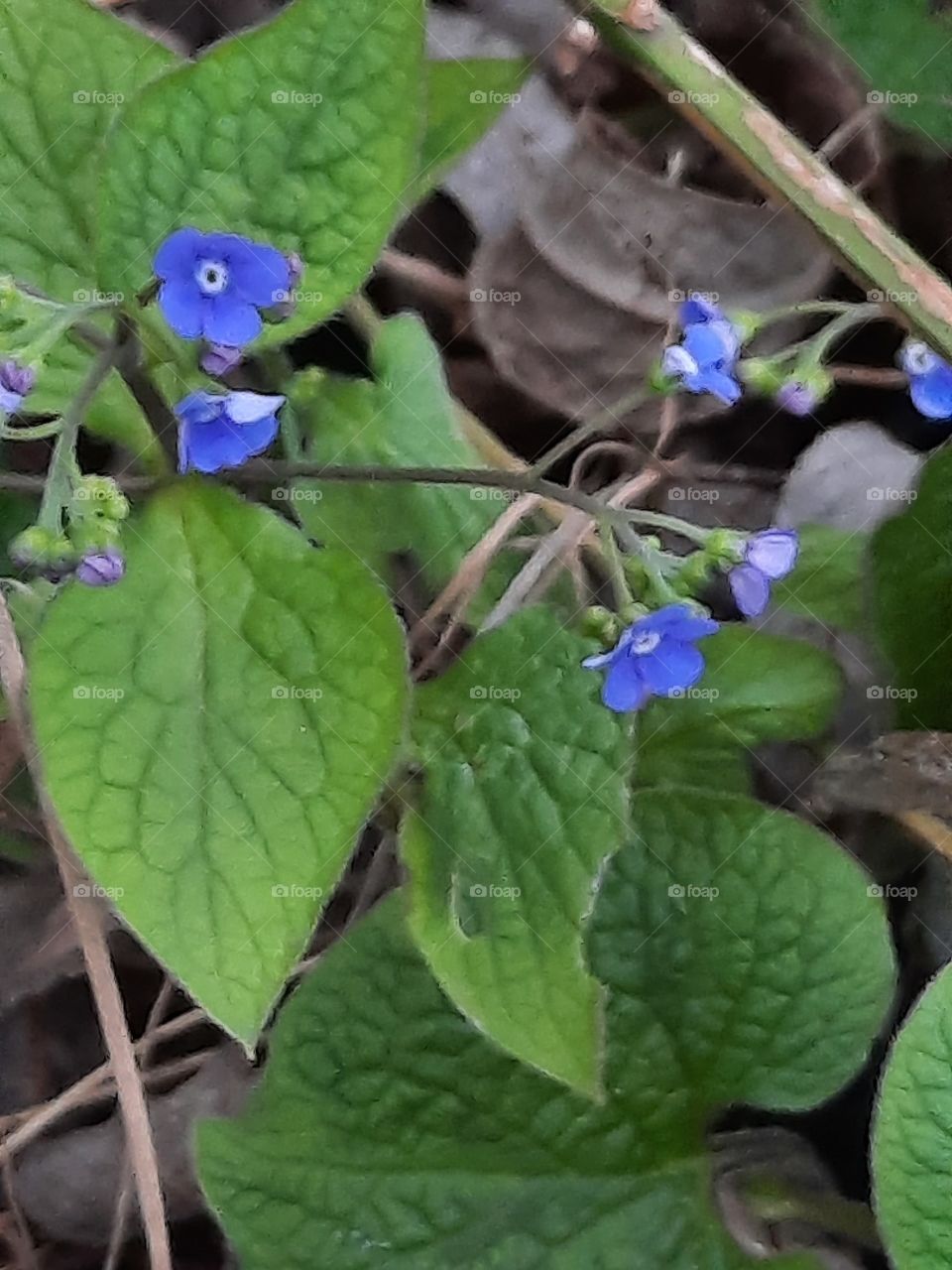 small blue flowers among large leaves of brunnera