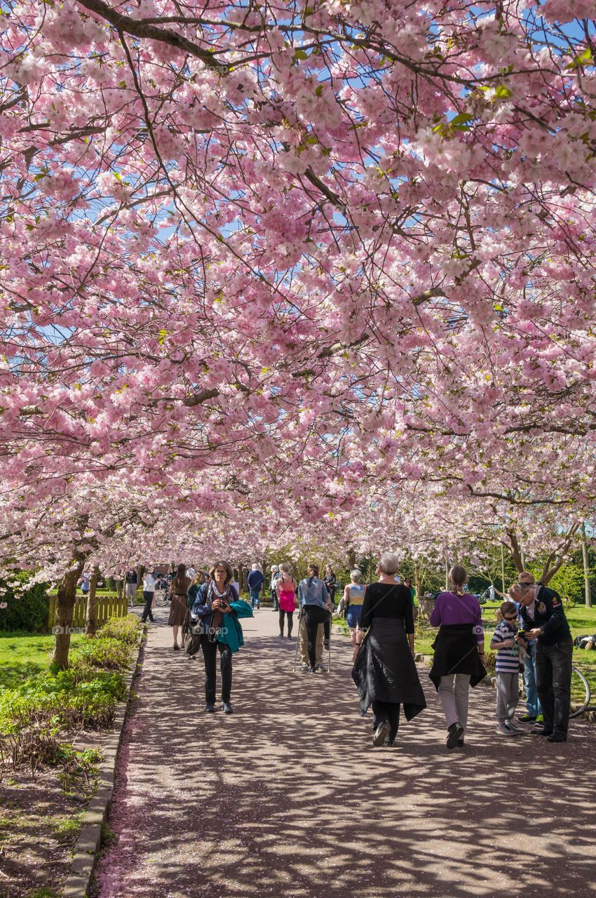 Pink park