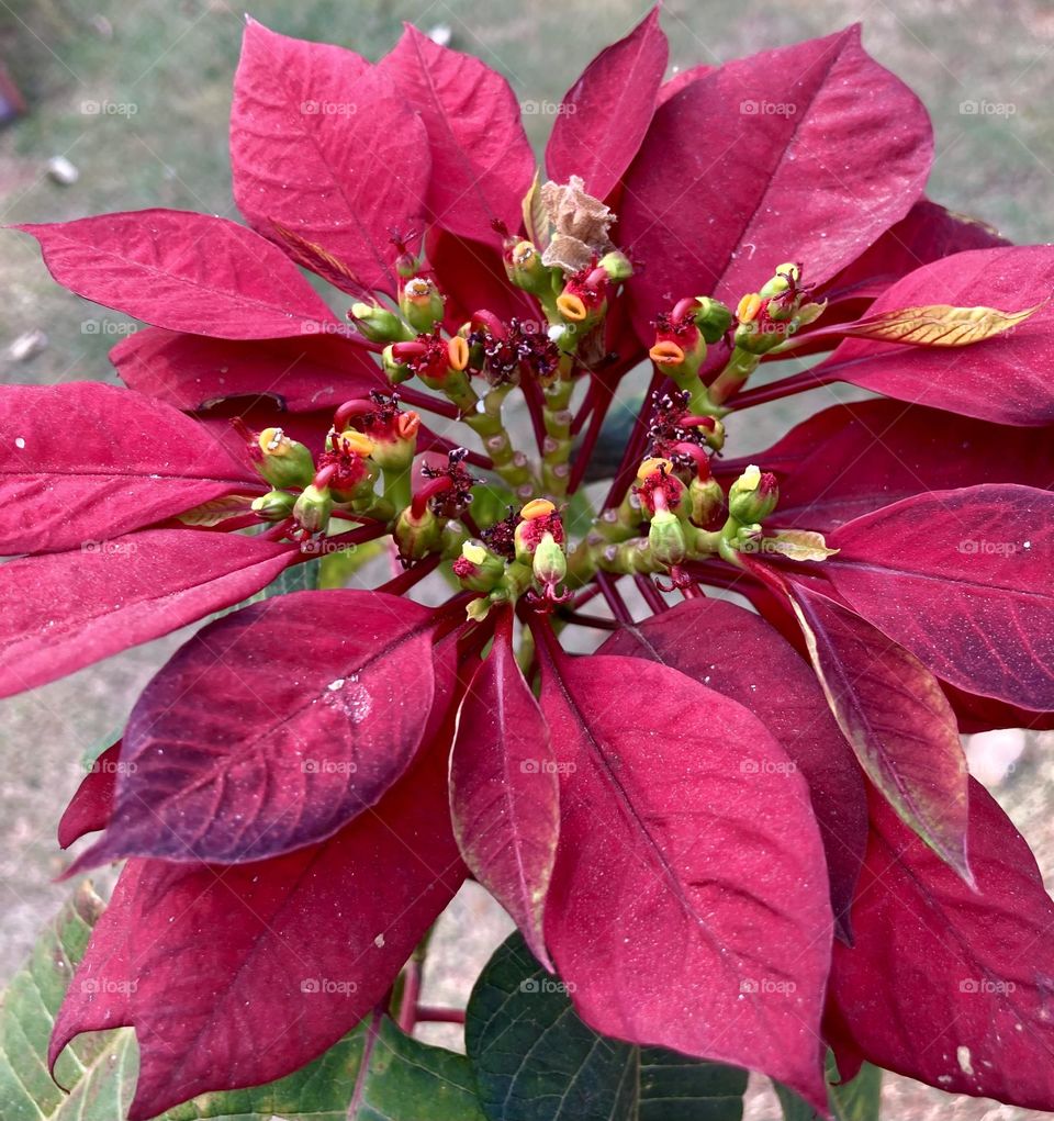 🌹 🇺🇸 Very beautiful flowers to brighten our day.  Live nature and its beauty. Did you like the delicate petals? / 🇧🇷 Flores muito bonitas para alegrar nosso dia. Viva a natureza e sua beleza. Gostaram das pétalas delicadas? 