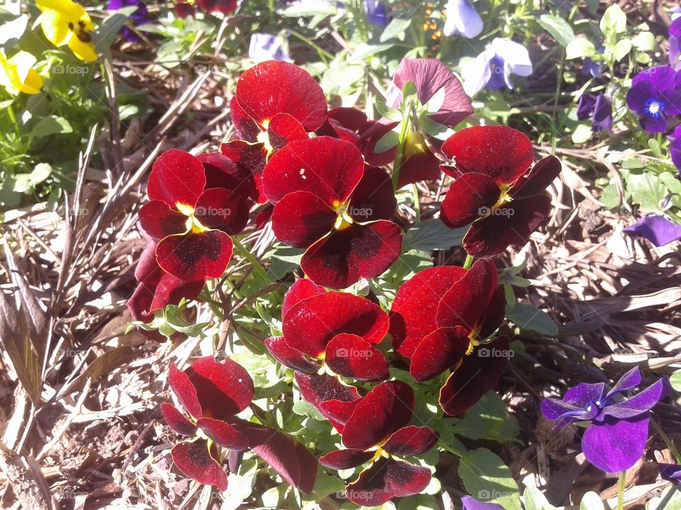 Flores vermelho