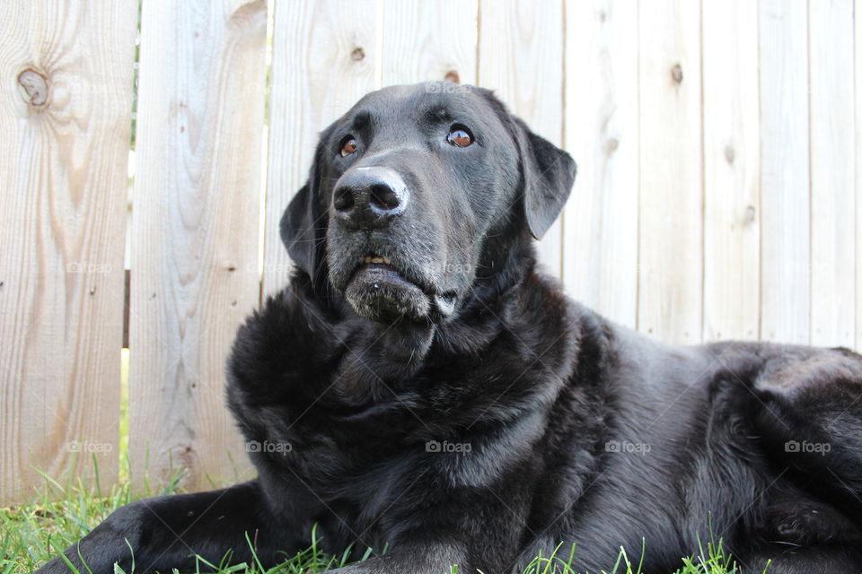 Labrador resting on grass