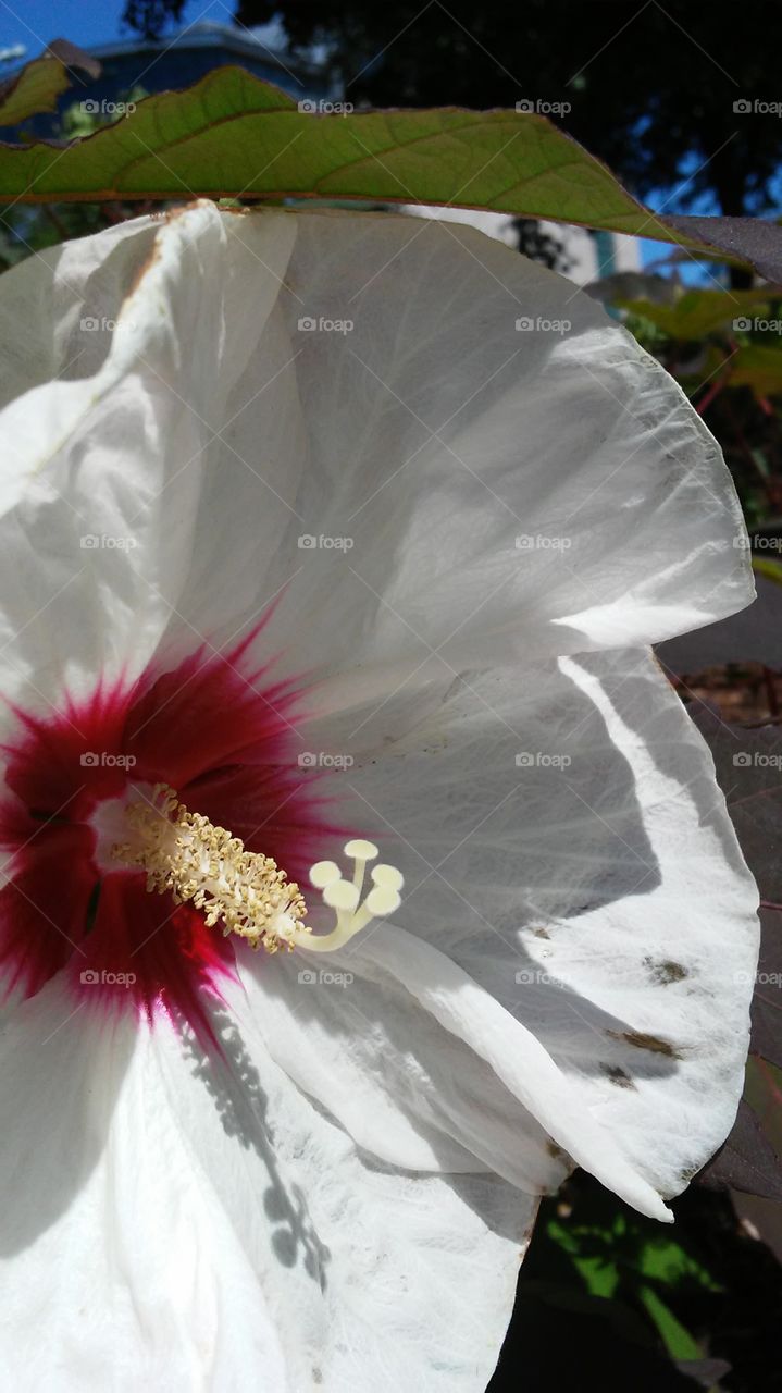 No Person, Flower, Nature, Tropical, Leaf