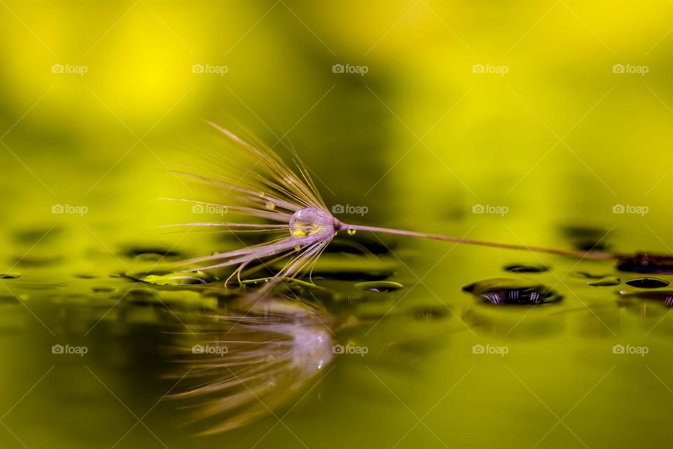 Dandelion's seed