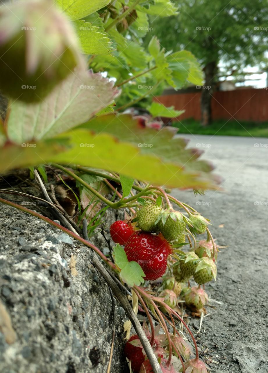 Curbside strawberries
