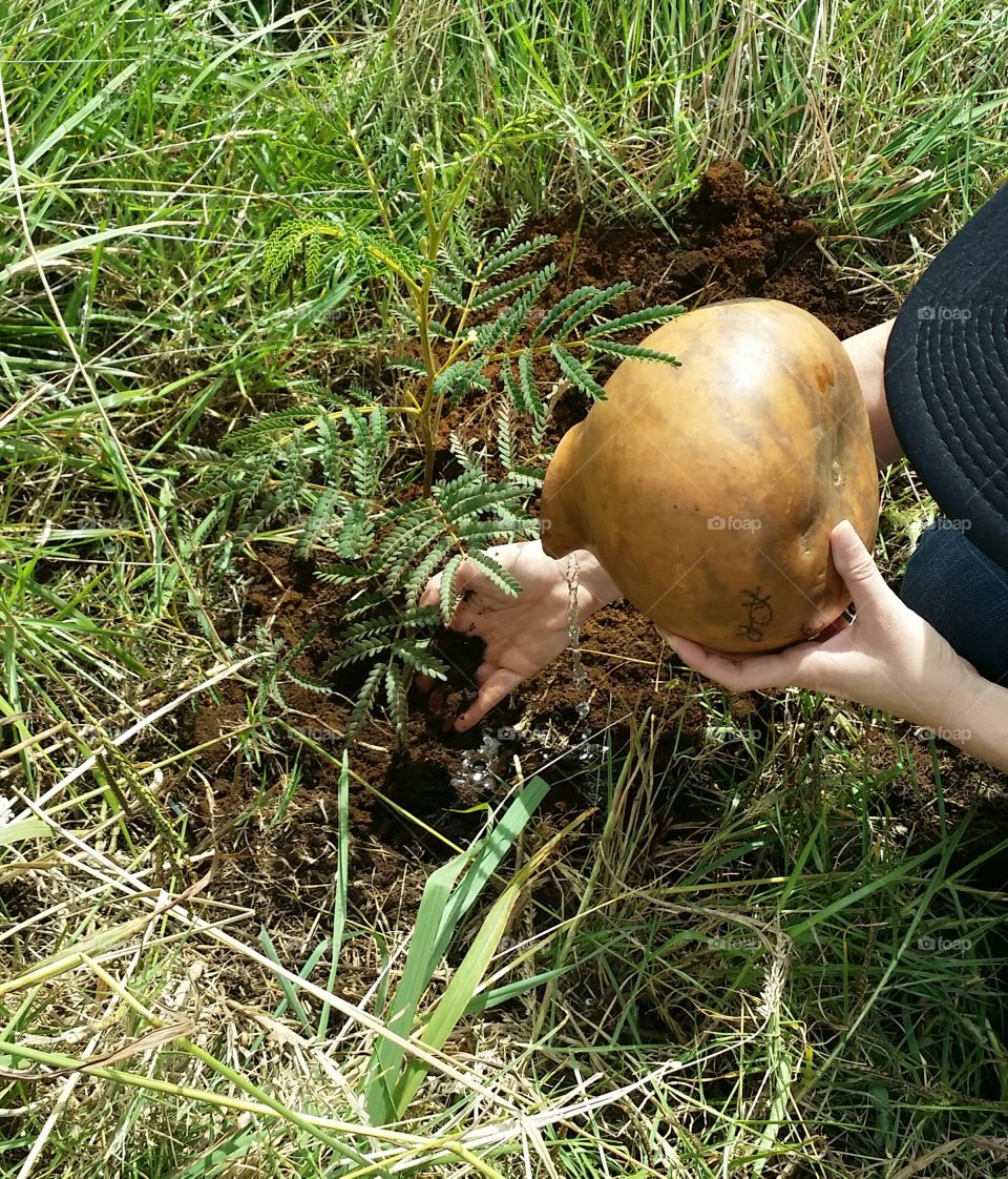 A reforestation initiative