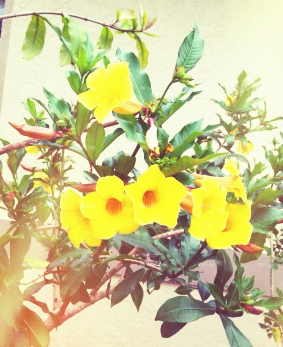 Yellow Allamandas, Allamanda flowers, Allamanda flower grouping