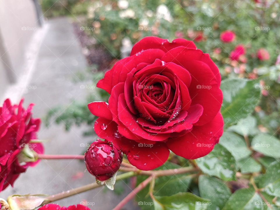 red rose
